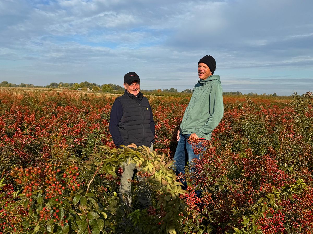 Rosefruits  – The Unique Rosehips with Enhanced Qualities
