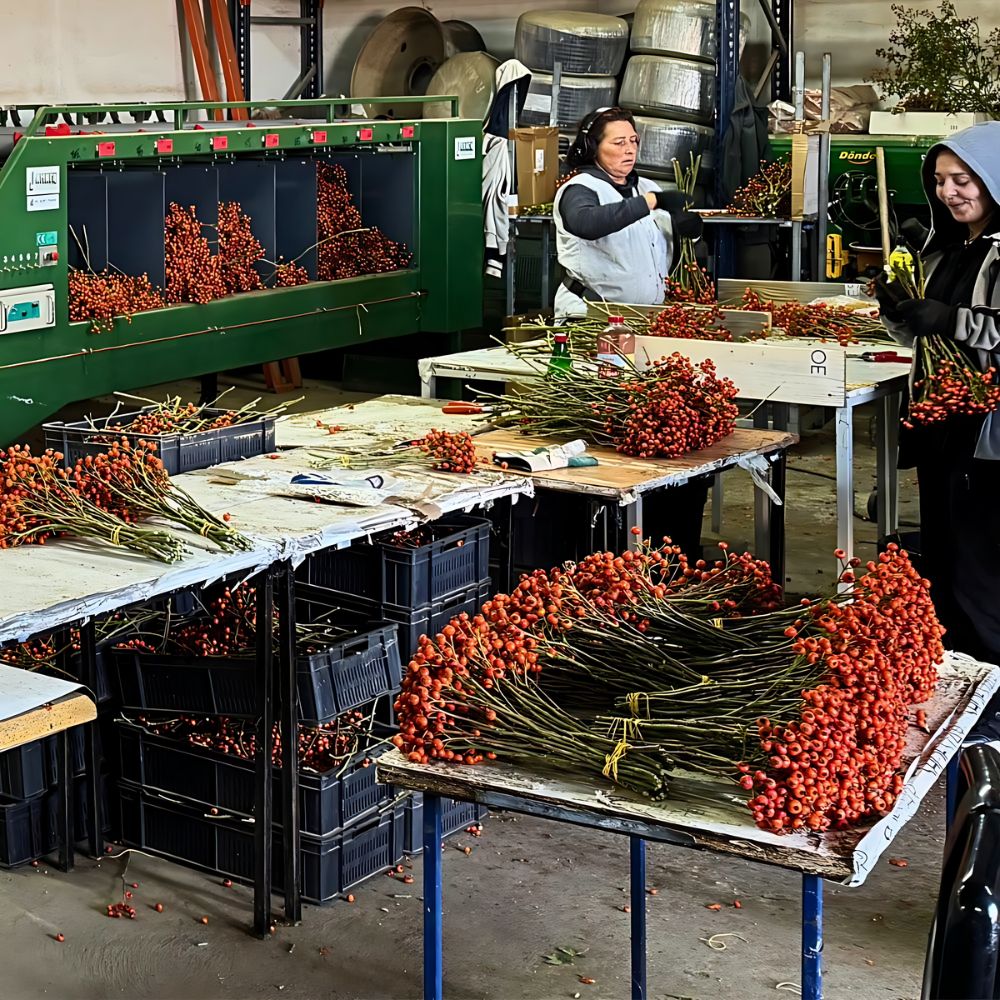 Rosefruits – The Innovation Behind These Specialized Rosehips