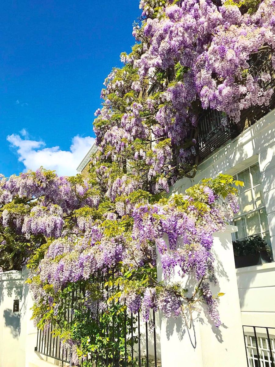 Wisteria flower meaning