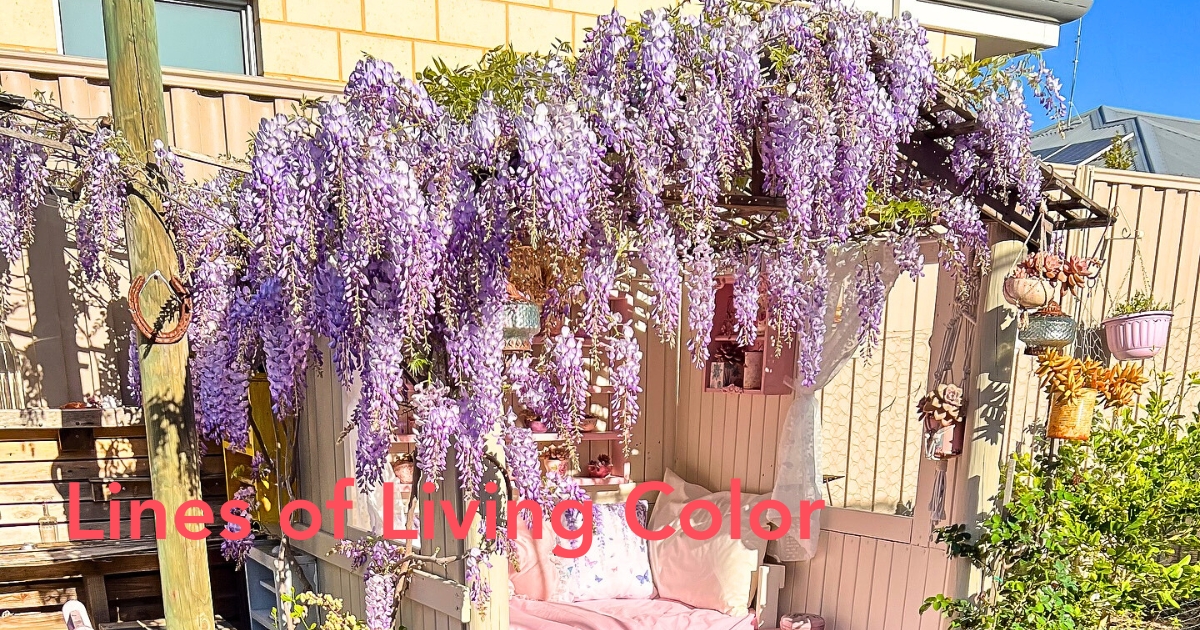 Wisteria flower
