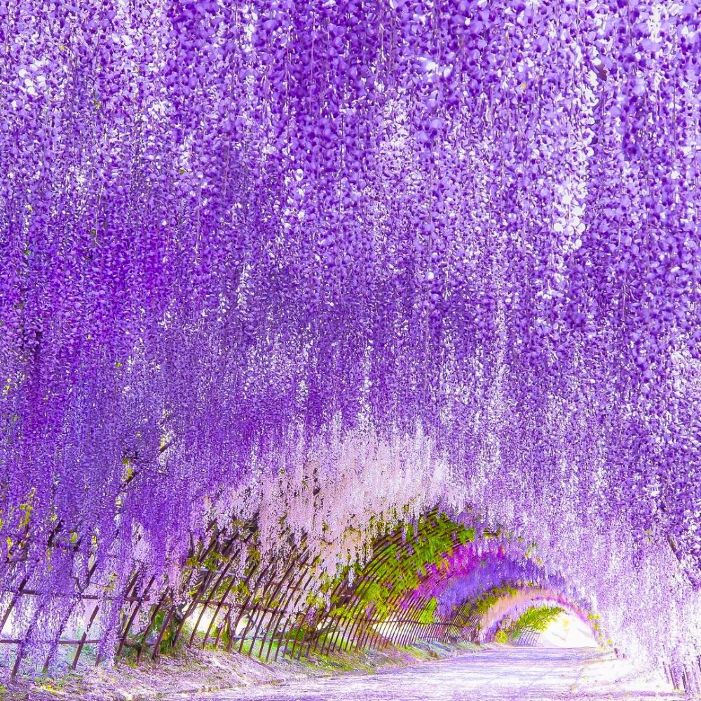Wisteria flower meaning
