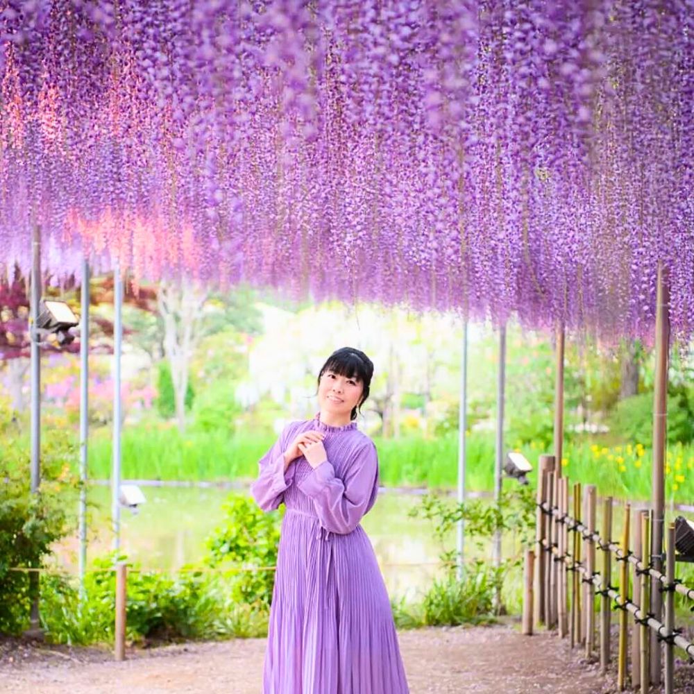 Wisteria flower meaning