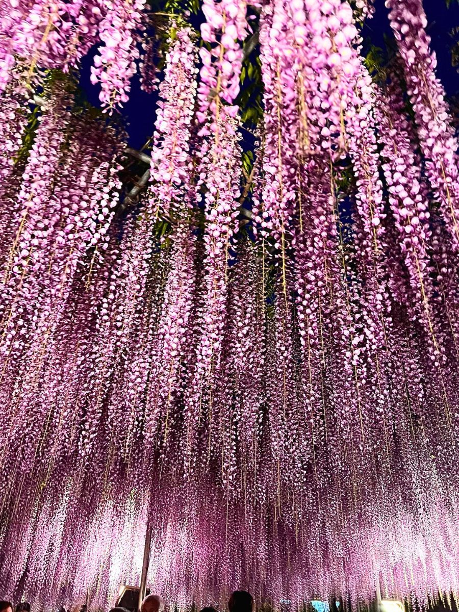 Wisteria flower meaning