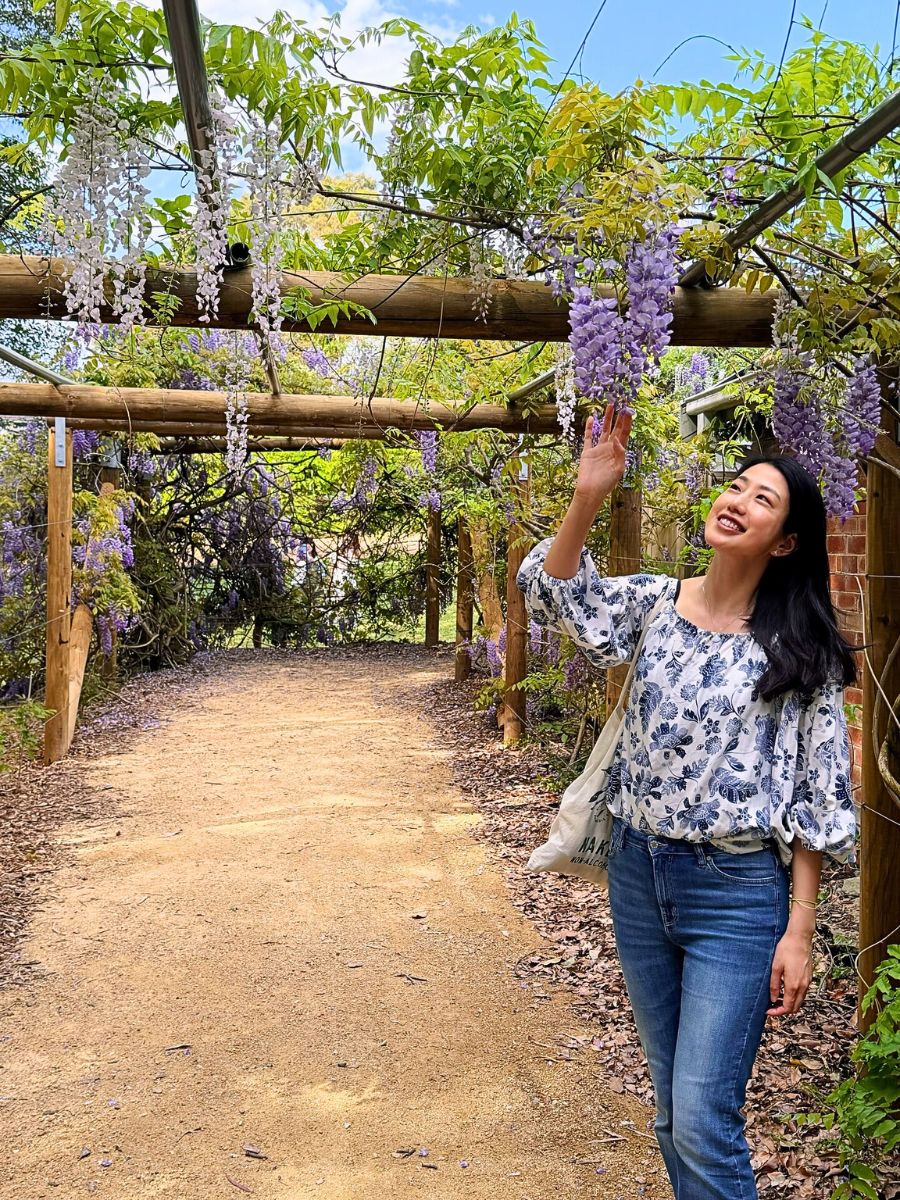 Wisteria flower meaning