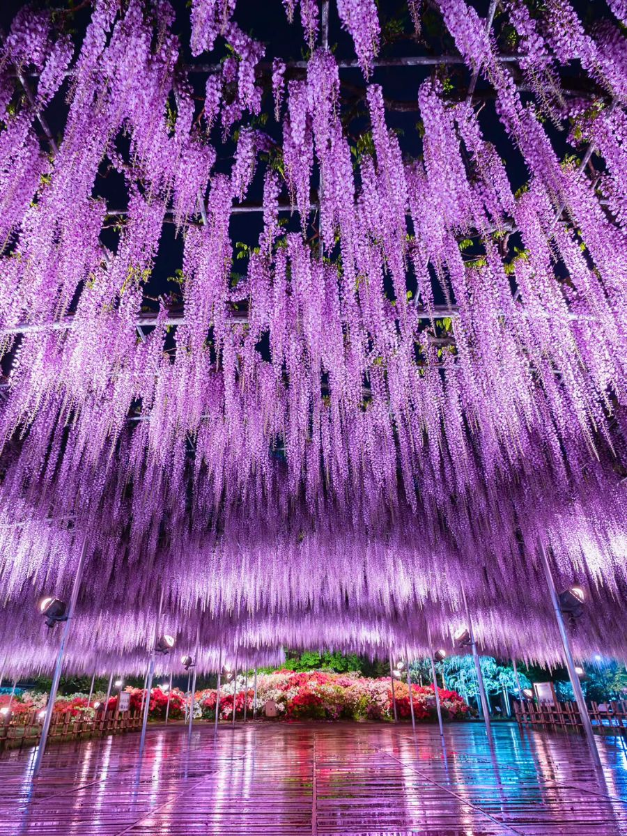 Wisteria flower meaning