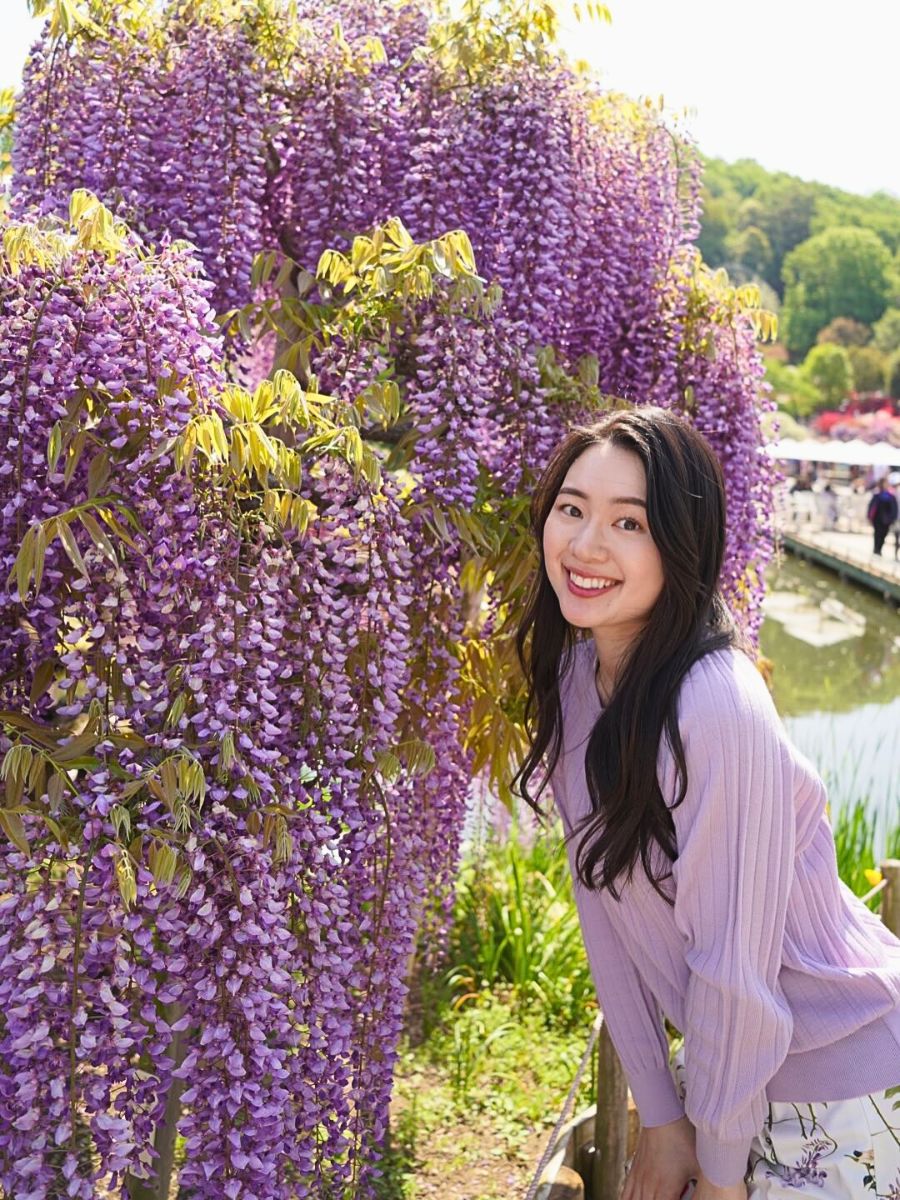 Wisteria flower meaning