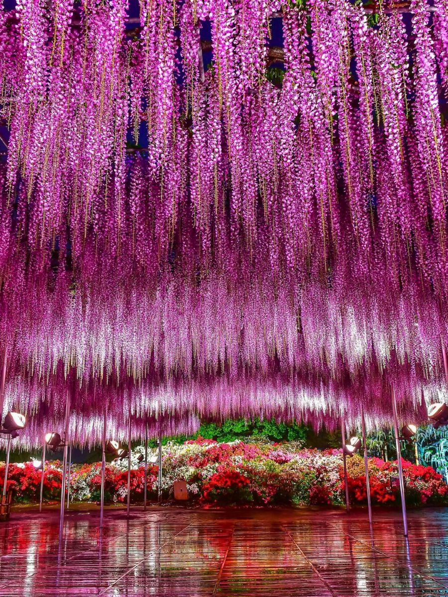 Wisteria flower meaning