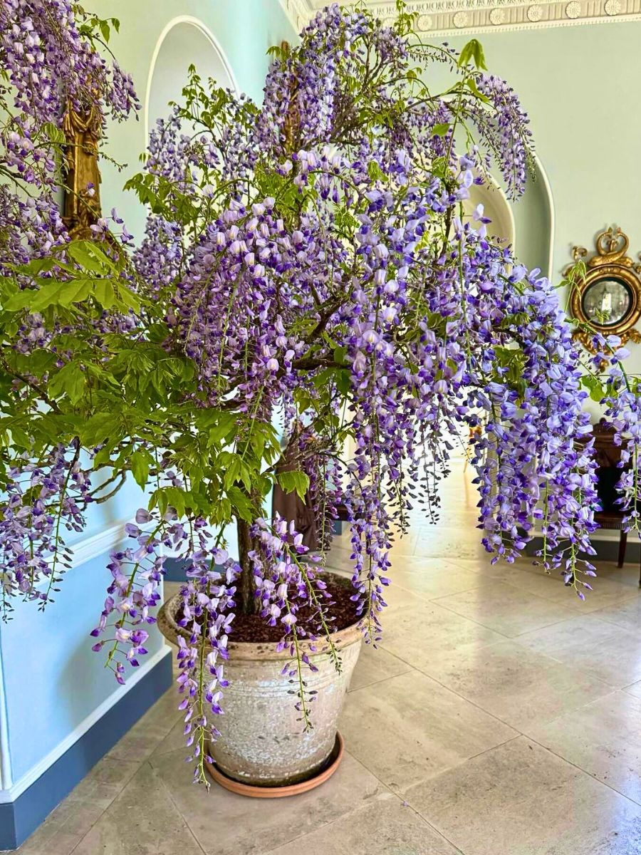Wisteria flower meaning