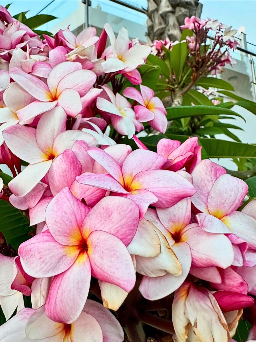 Fully opened plumeria flowers
