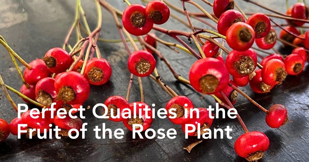 Coloríginz and Rosefruits.nl Sourcing Quality Rosefruits from Serbian Fields.