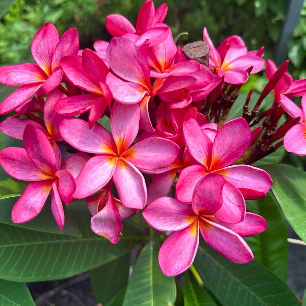 A cluster of pink plumeria flowers and its cultural significance in Hawaiian culture.