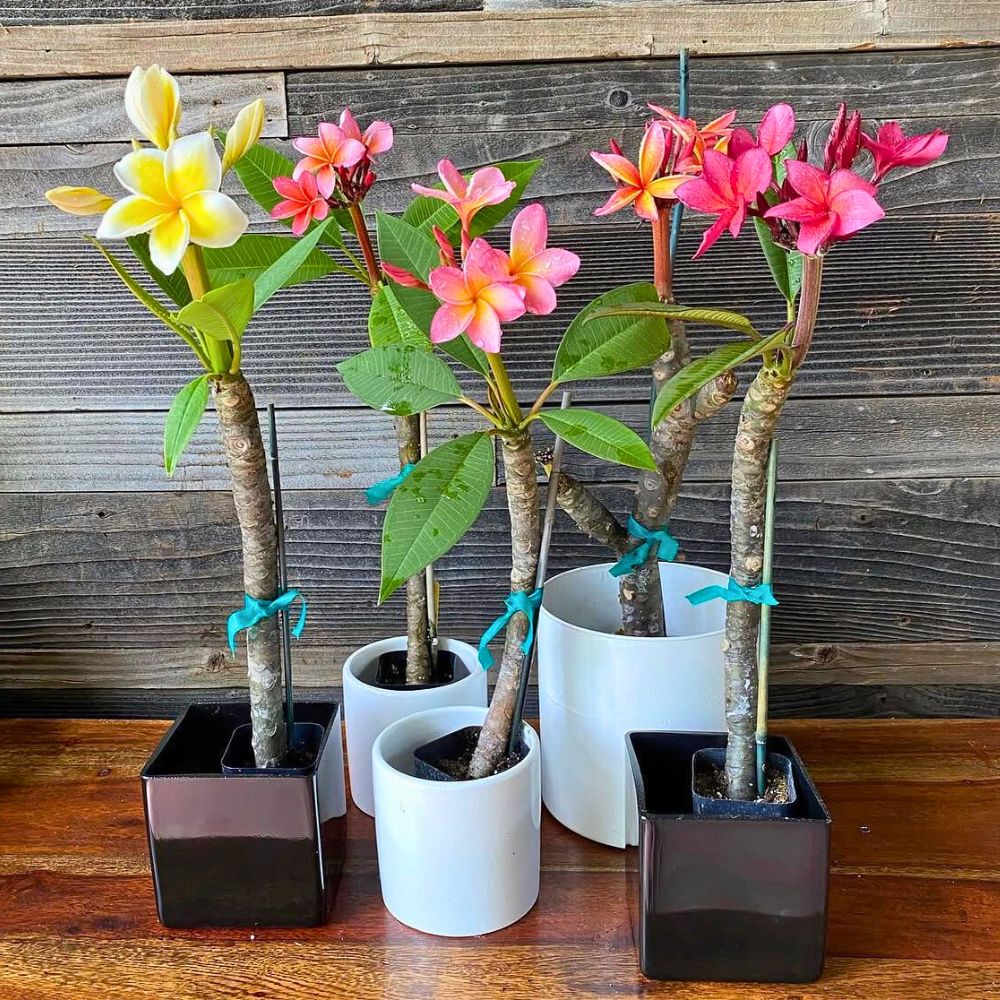 Potted plumeria in different colors