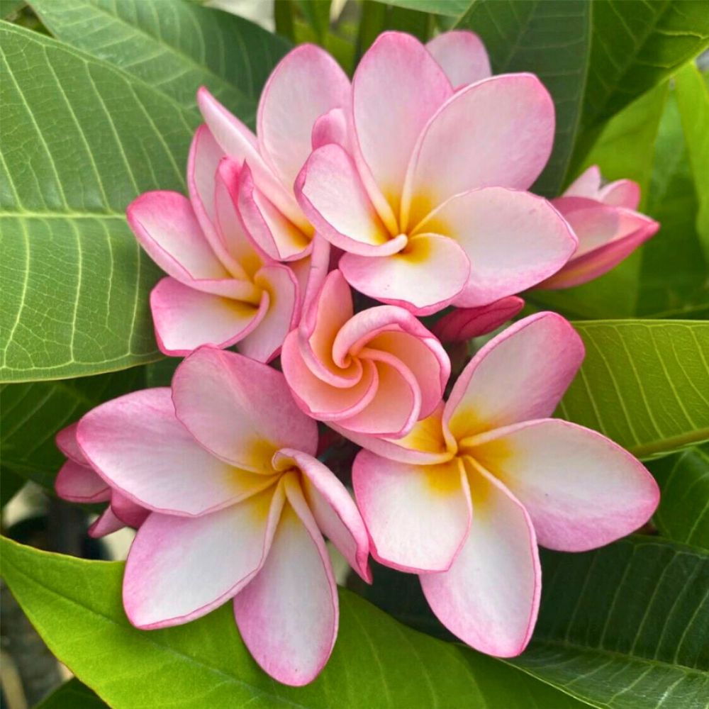 Beautiful petals of frangipani flower