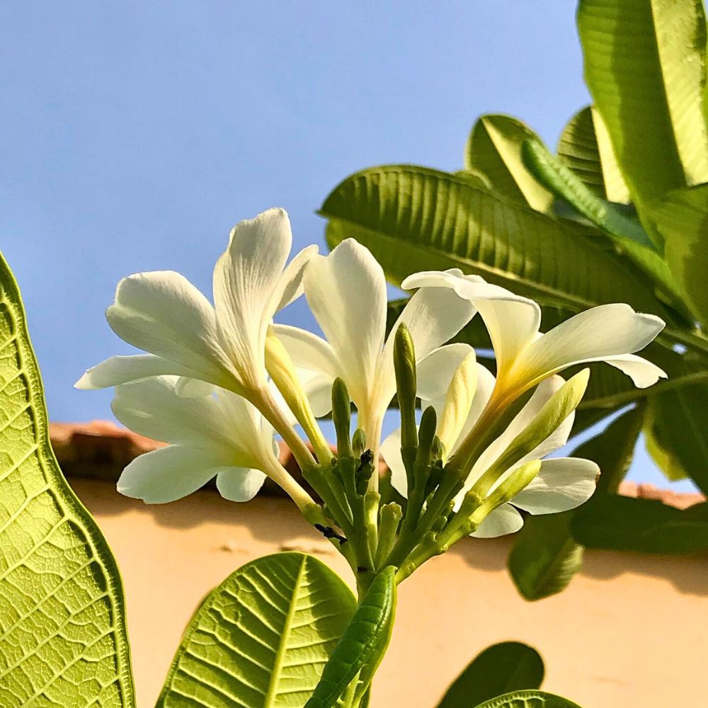 White frangipani flowers