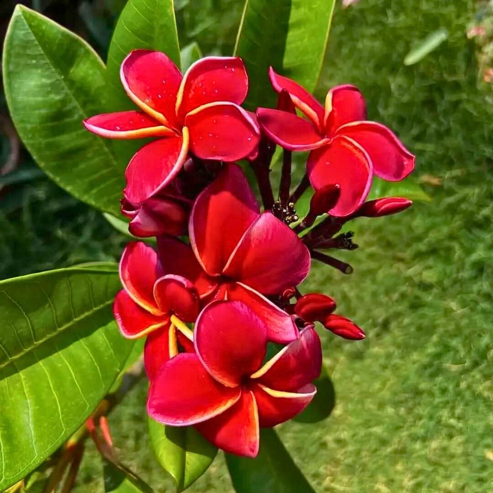 Red frangipani flowers
