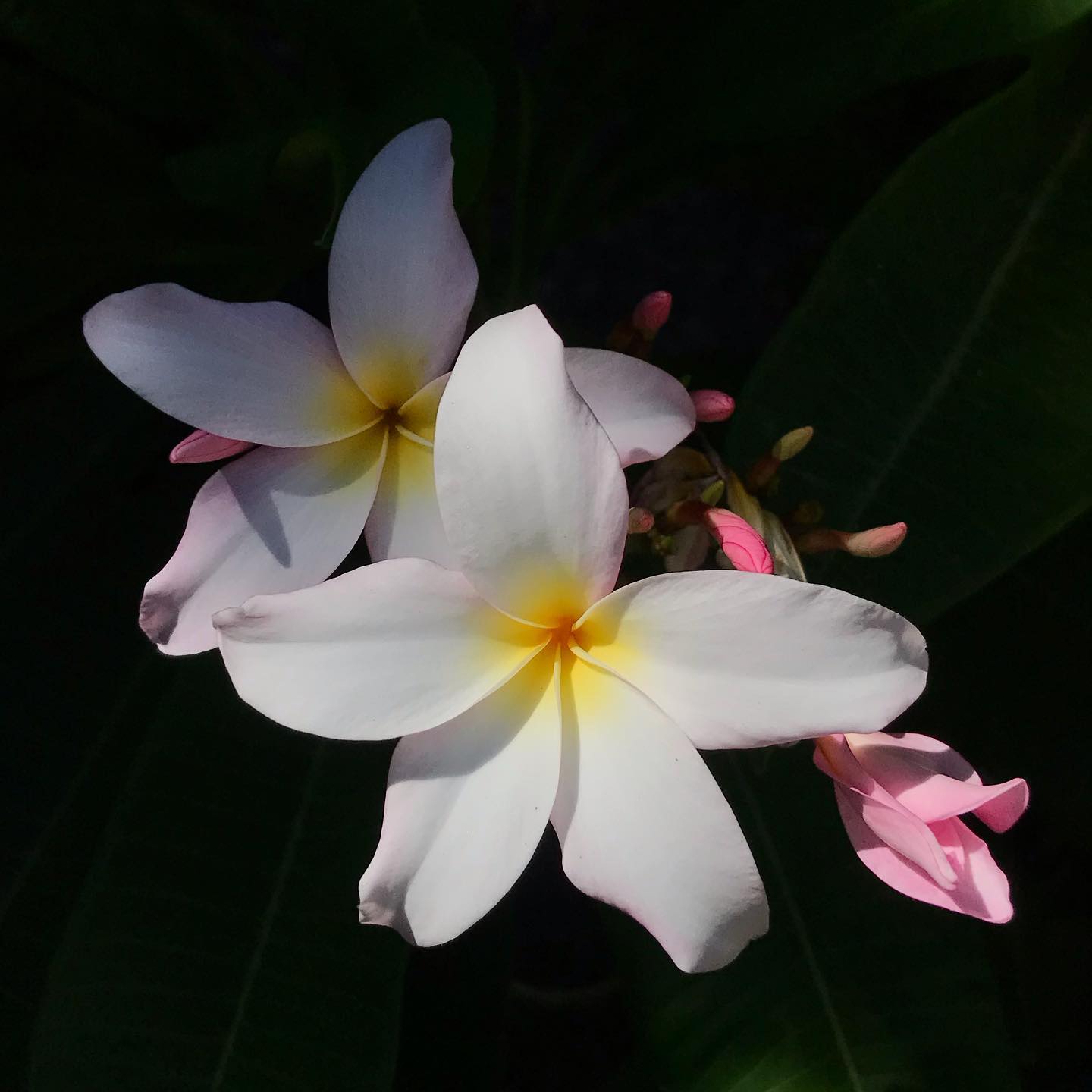 Frangipani or kalachuchi in the dark