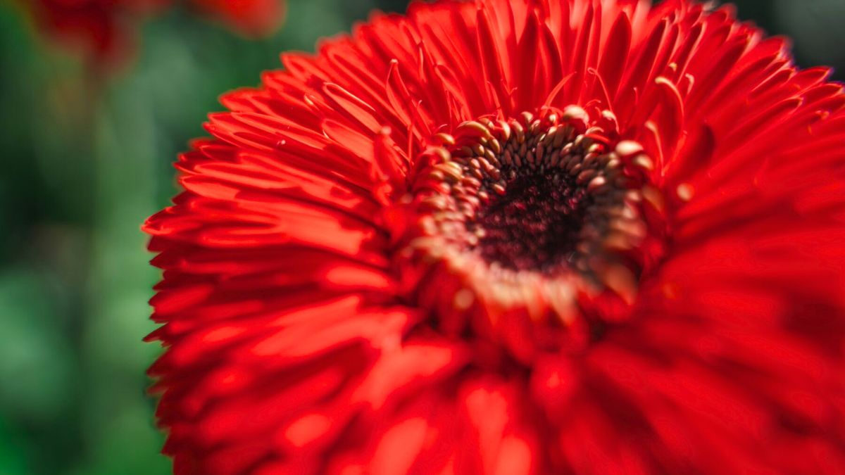 Gerbera Cannonball by Decorum