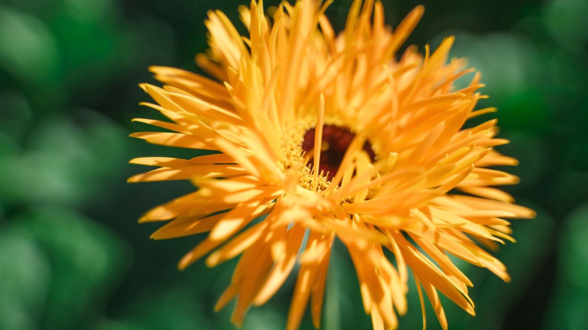 Gerbera Bambu by Decorum