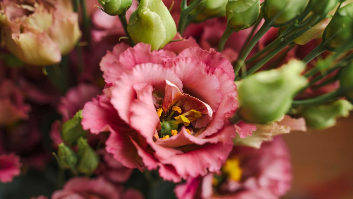 Lisianthus Elece Retro Rose by Decorum