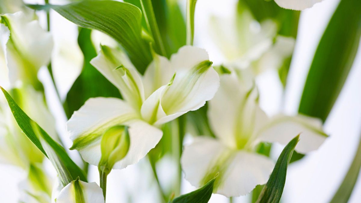 Florinca Charmelia Alba by Decorum