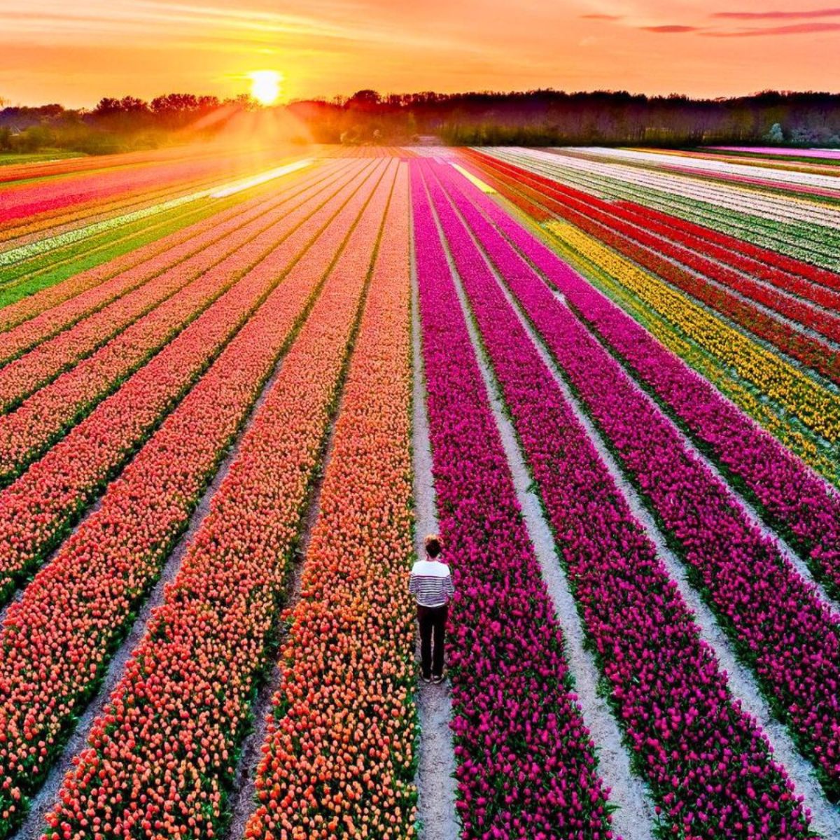 Netherlands tulips featured.jpg
