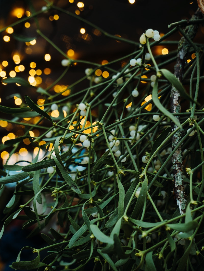 Mistletoe – The Legend of the Famous Kissing Plant - Article on Thursd