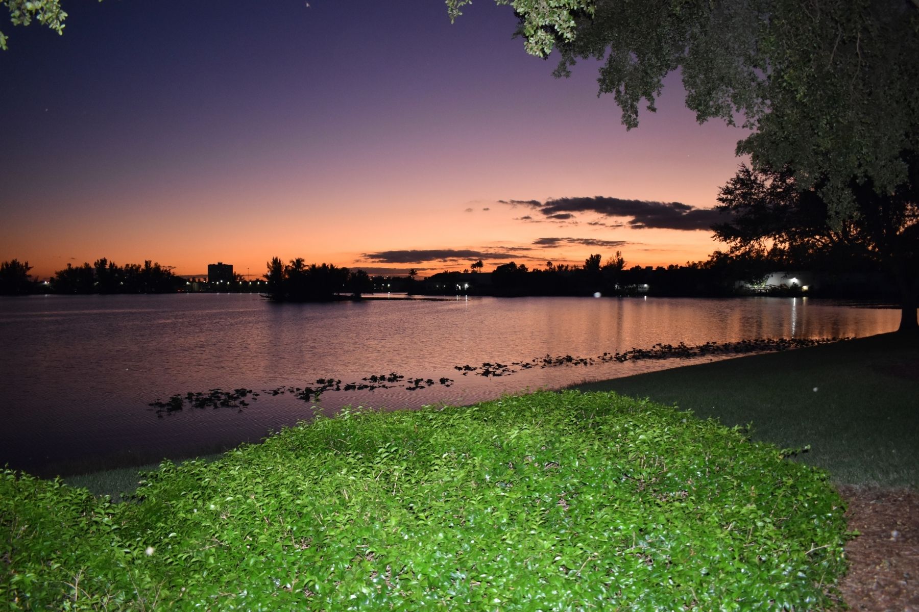 Shining green with sunset