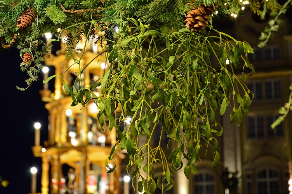 Mistletoe – The Legend of the Famous Kissing Plant Christmas Traditions
